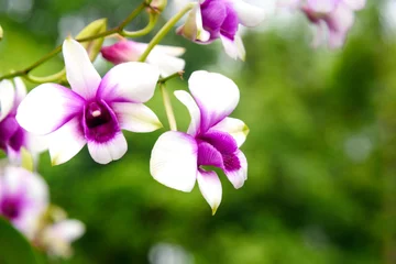 No drill roller blinds Orchid Dendrobium enobi purple orchids
