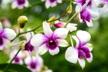 Fototapeta na wymiar Dendrobium enobi purple orchids