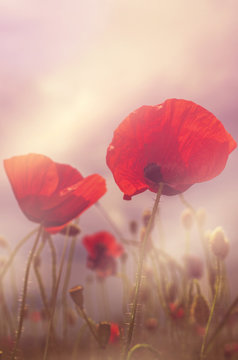 poppies and sun
