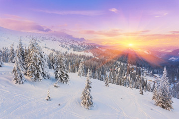 Spruce Tree Forest Covered by Snow in Winter Landscape