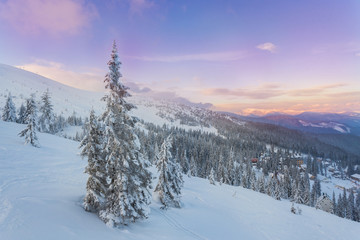 Fototapeta na wymiar pine tree in winter at sunset in the mountains. Purple sky