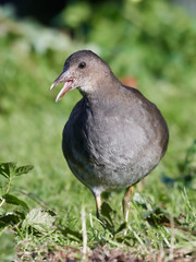 Common moorhen (Gallinula chloropus)