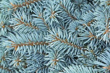 Naklejka na ściany i meble natural background branch blue spruce