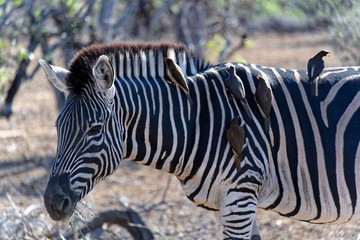 Zebra im Kruger Nat. Park, Südafrika