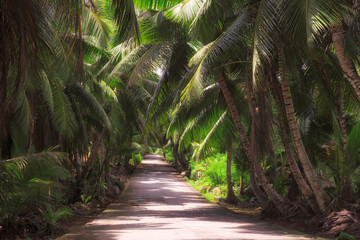The road through the jungle.