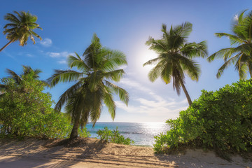 Coconut palm tree on tropical beach over blue ocean, Mahe island, Seychelles