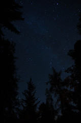 Glimpse of the starry sky in the woods
