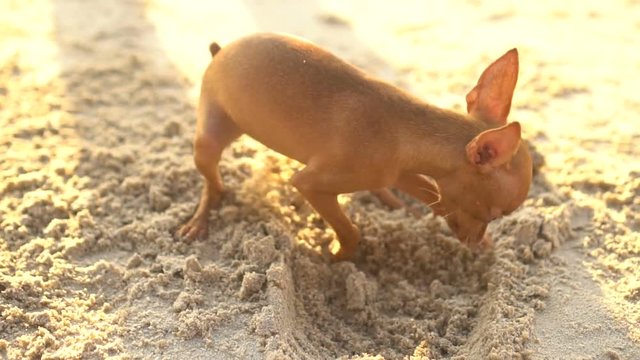 Cute miniature pinscher puppy digging sand on the beach - video in slow motion