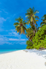 Naklejka na ściany i meble Palm trees leaning over sand beach, Maldives
