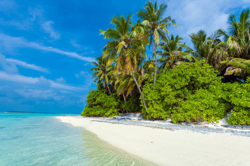 Palm trees leaning over sand beach, Maldives