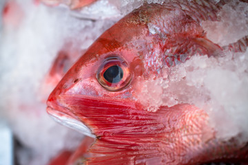 El pescado rojo en la nevera de hielo.