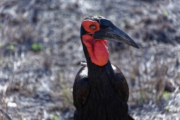 Kruger Nat. Park - Hornrabe