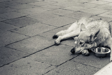 Old dog lying down in the city square - Black and white editing -  Vintage filter - Soft focus on dog's face