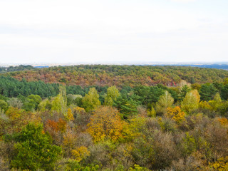 Multicolored leaves on a trees on autumn