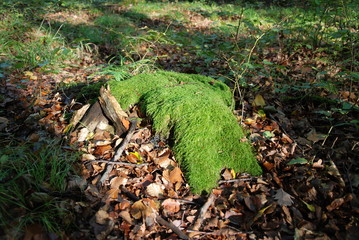 Herbst in Bad Salzdetfurth