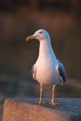 Seagull in the seashore