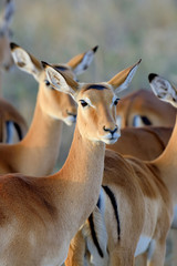 Thomson's gazelle on savanna in Africa