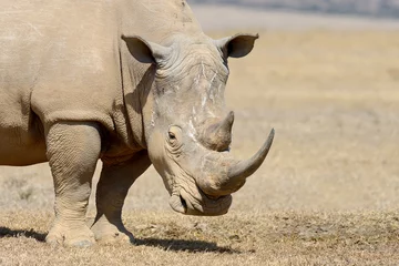 Photo sur Plexiglas Rhinocéros rhinocéros blanc africain