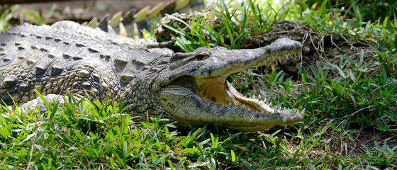 Crocodile in nature