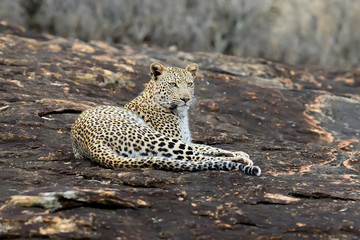 Leopard in National park of Kenya