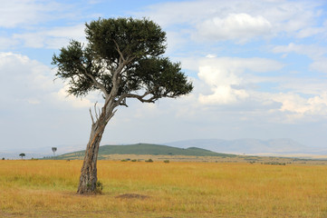 Fototapeta na wymiar Landscape with tree in Africa