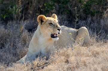 Lion in National park of Kenya