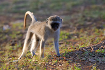 Vervet monkey in national park of Kenya