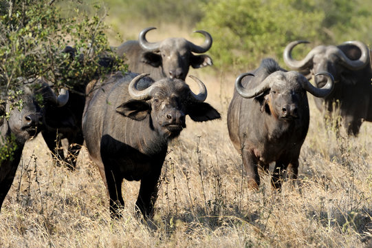 Wild African buffalo bull