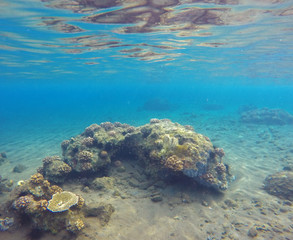 Underwater landscape with sea sand bottom and coral reef.