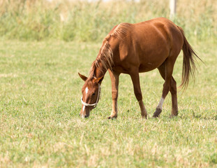 a horse in a pasture in nature