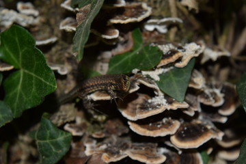 Lucertola