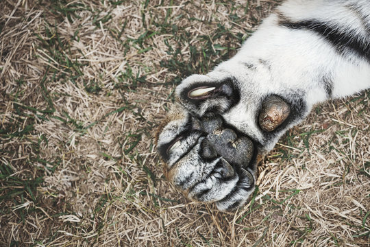 Fototapeta Tiger paw