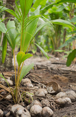 coconut