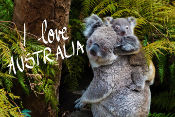 Australian koala bear native animal with baby and I Love Australia text