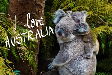 Abwaschbare Fototapete Koala Australischer Koalabär einheimisches Tier mit Baby und I Love Australia Text