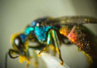 Close photo of  cuckoo wasps or emerald wasps.
