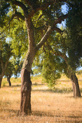 Cork trees natural resources Landscape. Parque Natural da Serra de Sao  Mamede. Alentejo. Portugal - 126136809