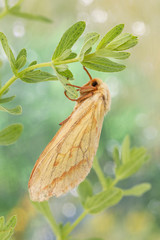 Motyl © Pawel