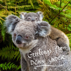 Australian koala bear native animal with baby and Greetings From Down Under text