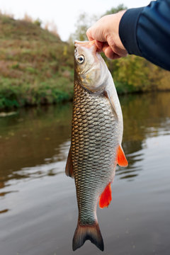 Fisherman is hanging the big chub