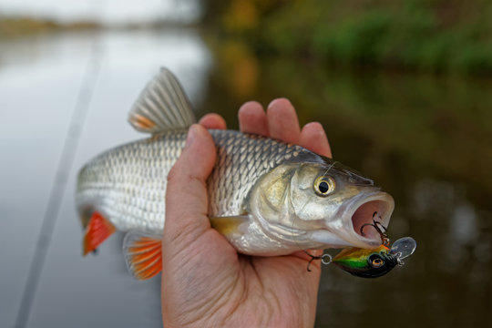 Chub with plastic bait in mouth