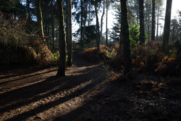 lickey hills