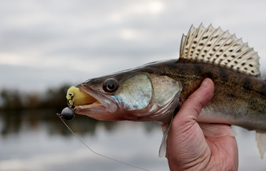 Walleye caught on handmade jig lure