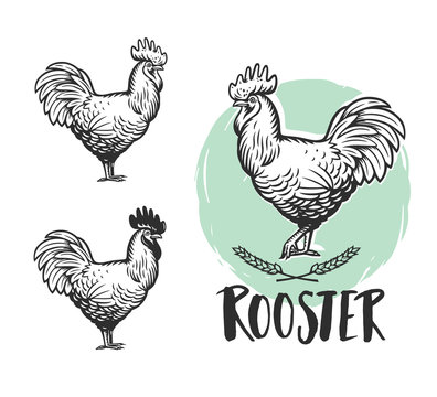 Rooster logotypes set. Hen meat and eggs vintage produce elements. Badges and design elements depicting Cock. Vector illustration.