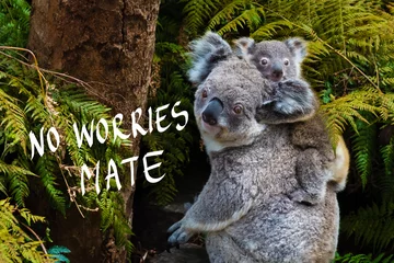Fototapete Koala Australischer Koalabär einheimisches Tier mit Baby und No Worries Mate-Text