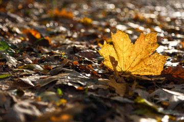 Nasses Herbstwetter