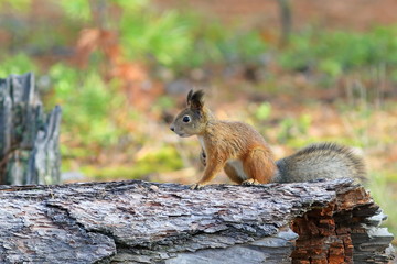 Naklejka na ściany i meble Red squirrel sitting on an old log