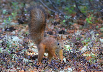 Naklejka na ściany i meble Red squirrel among the fallen needles and leaves