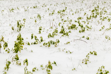 Green plants under the snow