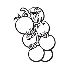 Sketch style drawing of shiny ripe cherry tomatoes, vector illustration isolated on white background. Appetizing bunch of bright cherry tomatoes, side view, hand drawn illustration